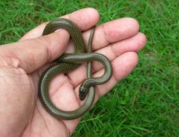 Lycodon Jara