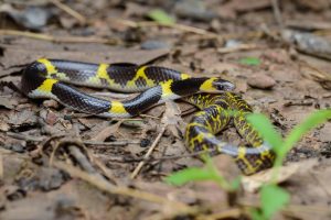 Lycodon Laoensis