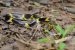 Lycodon Laoensis