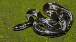 Lycodon Striatus