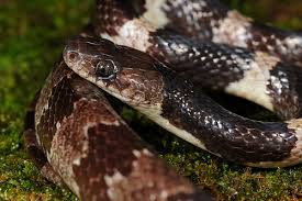 Lycodon Tiwarii