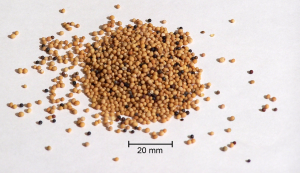 Mustard Seed