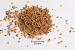 Mustard Seed