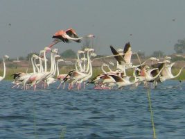 Nal Sarovar Bird Sanctuary