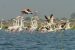 Nal Sarovar Bird Sanctuary
