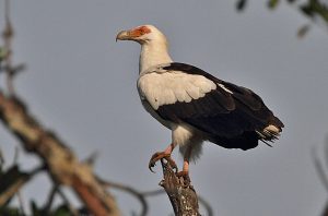 Palmnut Vulture