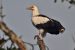 Palmnut Vulture