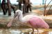 Spoonbill