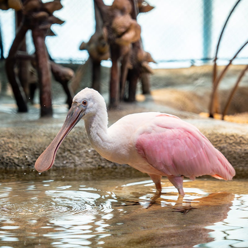 Spoonbill