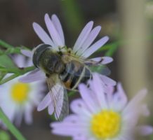 Subgenus