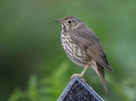 Thrush Bird