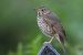 Thrush Bird