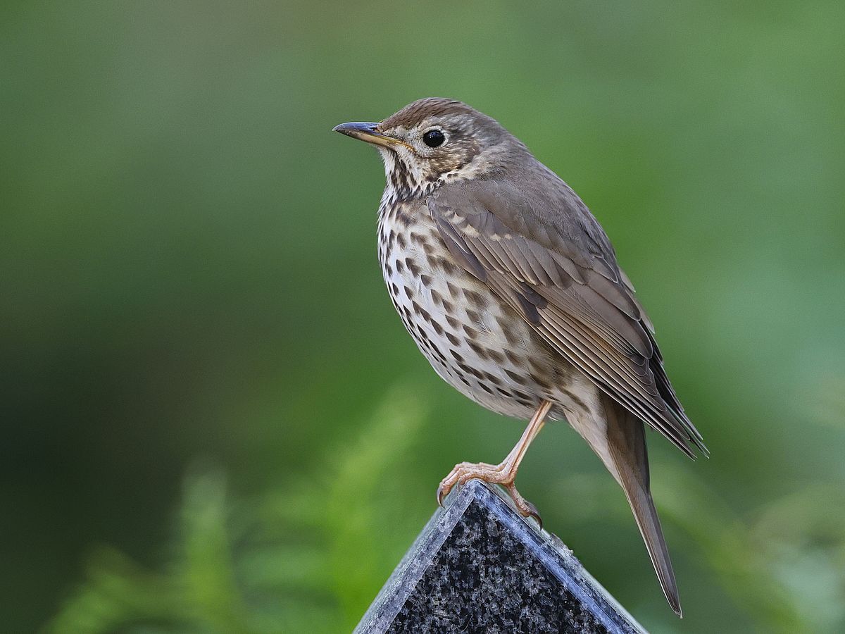 Thrush Bird