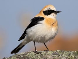Western Blackeared Wheatear