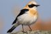 Western Blackeared Wheatear