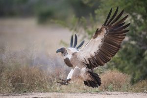 White Backed vulture