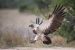 White Backed vulture