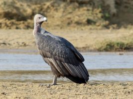 White Rumped vulture