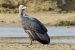 White Rumped vulture