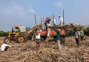 Ban on New Sugar Mills in Maharashtra