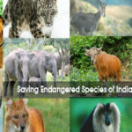 Steps taken by Government to protect Protected Species in India