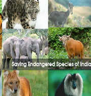 Steps taken by Government to protect Protected Species in India - GKToday