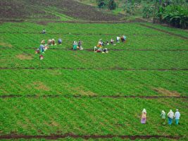 Model Land Leasing Law of NITI Aayog