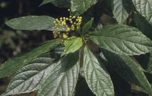 Abrophyllum