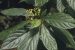 Abrophyllum