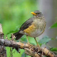 African Thrush