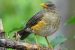 African Thrush