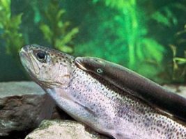 Agnatha