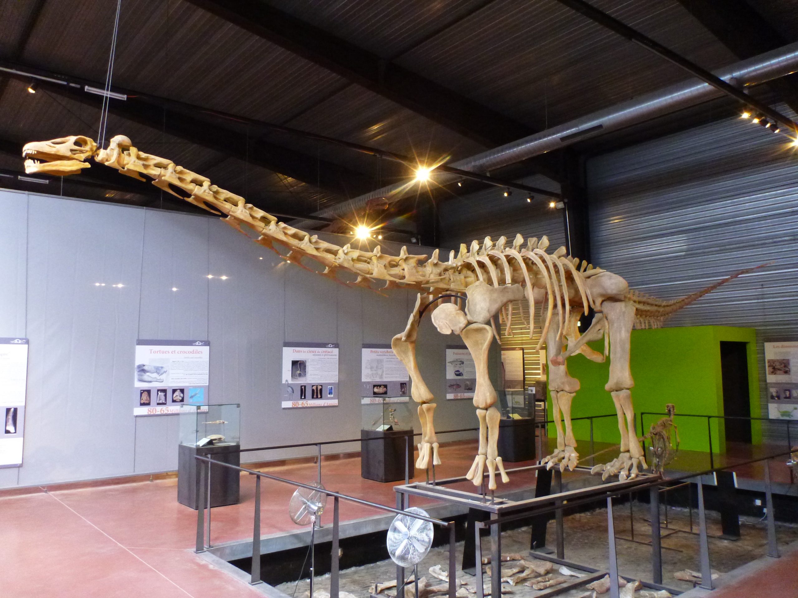 Ampelosaurus