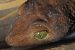 Andaman Giant Gecko