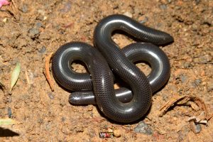 Andaman Worm Snake