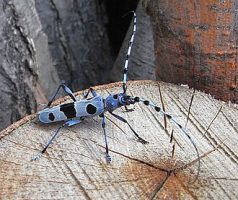 Antenna Zoology