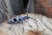 Antenna Zoology