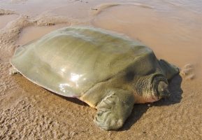Asian Giant Softshell Turtle