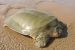 Asian Giant Softshell Turtle