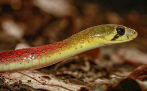 Assam Keelback