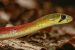 Assam Keelback