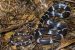 Banded Wolf Snake