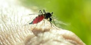 Barmah Forest Virus