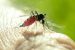 Barmah Forest Virus