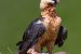 Bearded Vulture