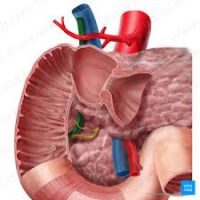 Bile Duct