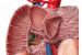 Bile Duct