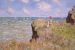 Biophilia Hypothesis