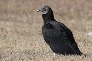 Black Vulture