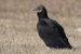 Black Vulture